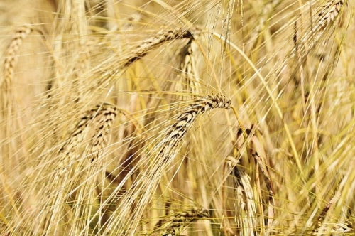 Урожай зерновых в два раза больше, чем в прошлом году. Больше всего зерна собрали в Октябрьском районе